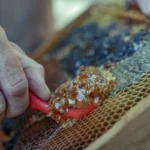 Caramel Honey Highlights: Style Guide, Ideas, Trends, and Inspiration